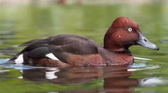 Dirt white-eyed (black)